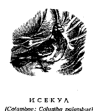 Иллюстрация к книге — Возвращение в Эдем [Return-to-Eden-4.png]