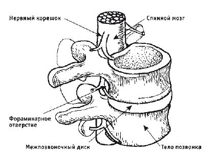 Иллюстрация к книге — Кинезитерапия суставов и позвоночника [i_003.jpg]