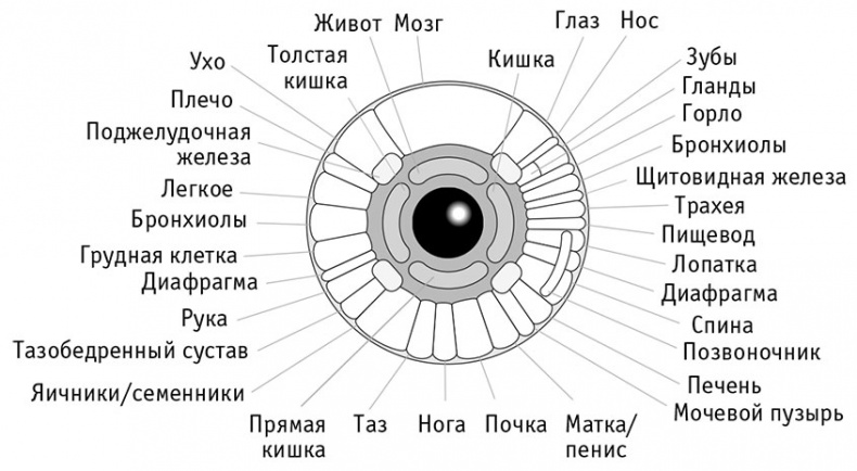 Пациент Разумный. Ловушки "врачебной" диагностики, о которых должен знать каждый