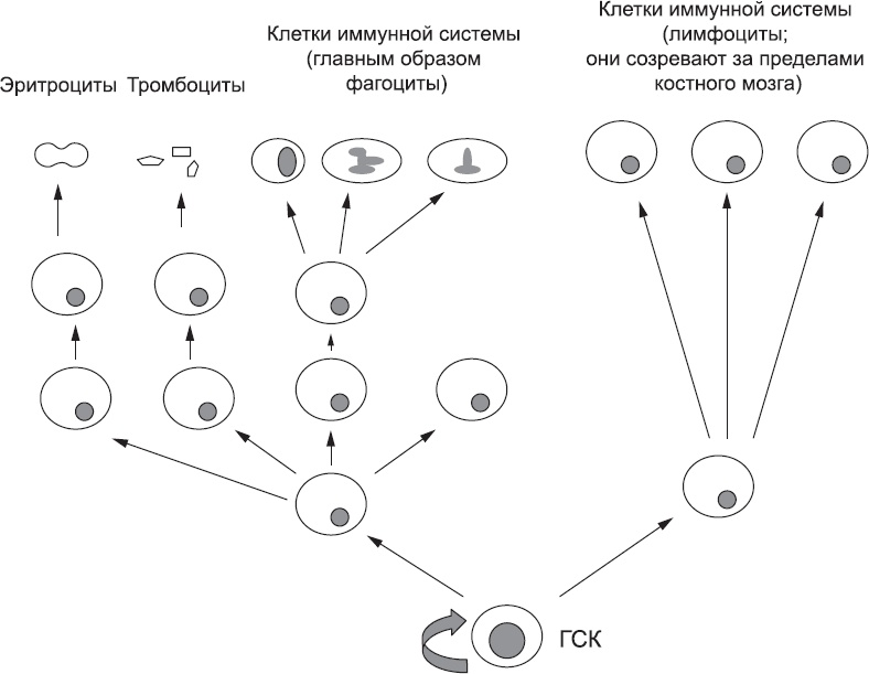 Иллюстрация к книге — Онтогенез. От клетки до человека [_84.jpg]