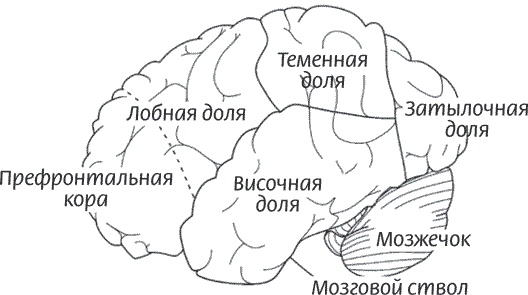 Иллюстрация к книге — Мозг всемогущий. Путеводитель по самому незаменимому органу нашего тела [i_003.jpg]