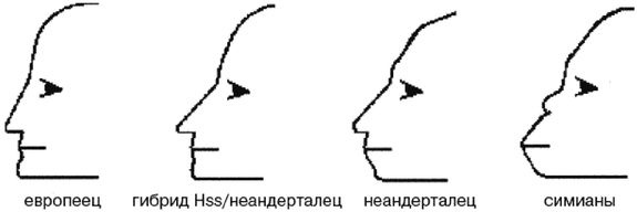 Иллюстрация к книге — Эректус бродит между нами. Покорение белой расы [p2510.jpg]