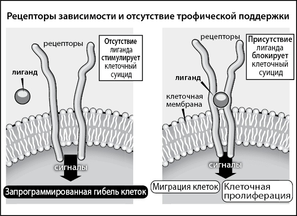 Иллюстрация к книге — Нестареющий мозг [i_005.jpg]
