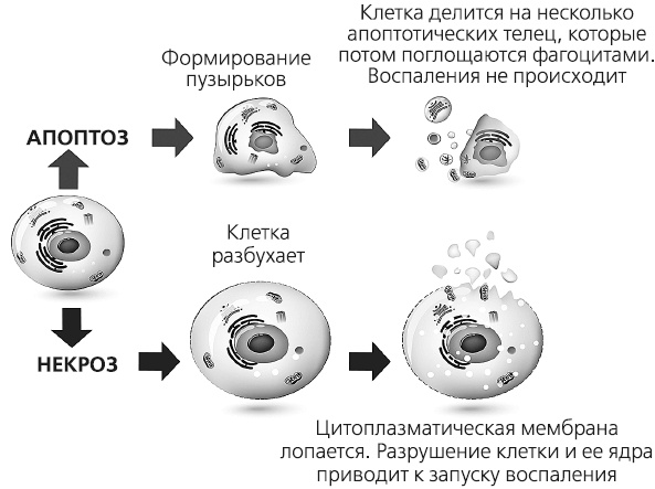 Иллюстрация к книге — Как работает иммунитет [i_041.jpg]