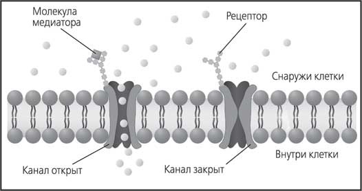 Мозг. Как он устроен и что с ним делать