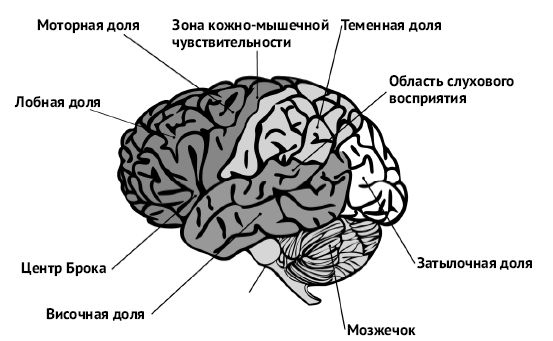 Мозг и разум в эпоху виртуальной реальности