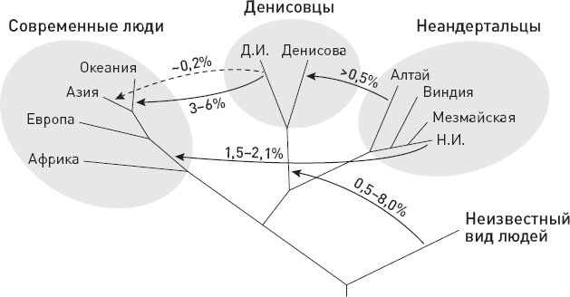 Эволюция человека. Книга 3. Кости, гены и культура