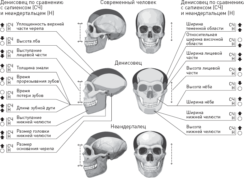 Эволюция человека. Книга 3. Кости, гены и культура