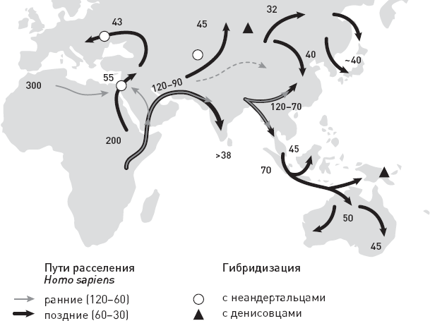 Эволюция человека. Книга 3. Кости, гены и культура