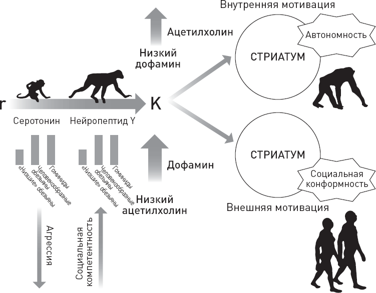 Эволюция человека. Книга 3. Кости, гены и культура