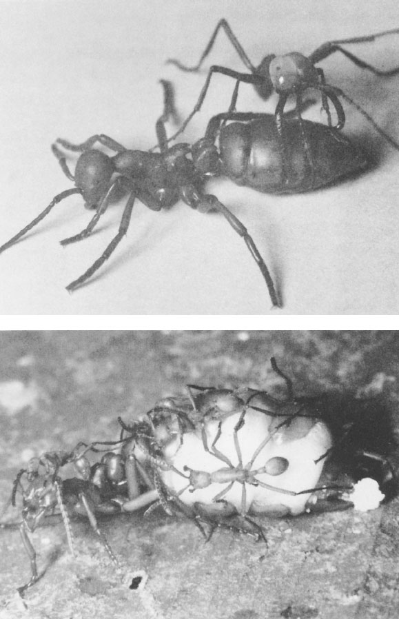 Путешествие к муравьям