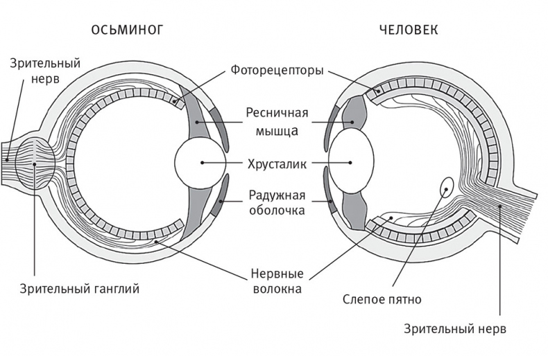 Перерастая бога. Пособие для начинающих