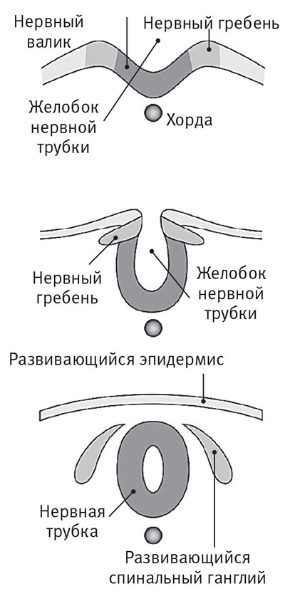 Перерастая бога. Пособие для начинающих