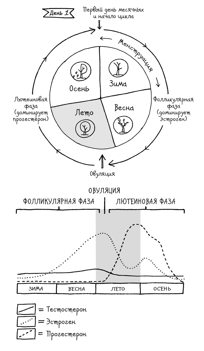 Сила цикла. Как использовать непостоянство гормонов, чтобы жить на полную