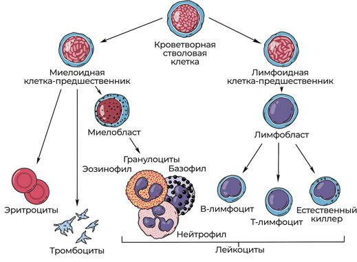 Пять литров красного. Что необходимо знать о крови, ее болезнях и лечении