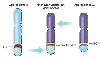 Пять литров красного. Что необходимо знать о крови, ее болезнях и лечении