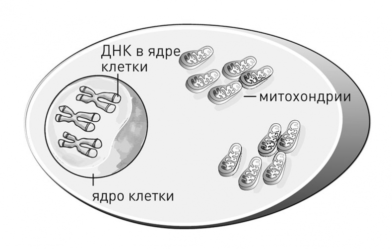 Кодекс долголетия. Что заставляет нас стареть, зачем это нужно и как «обмануть» эволюцию: пошаговое руководство