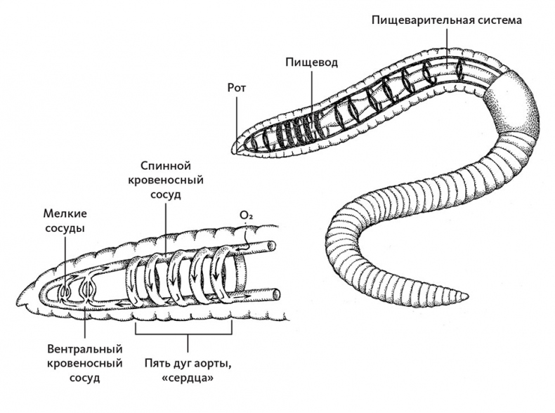 Пламенный насос. Естественная история сердца