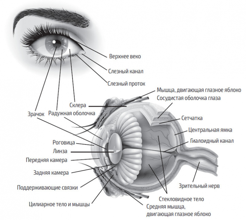 Во все глаза. Секретная книга для тех, кто хочет сохранить или исправить зрение
