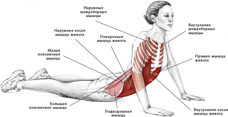 Анатомия стретчинга