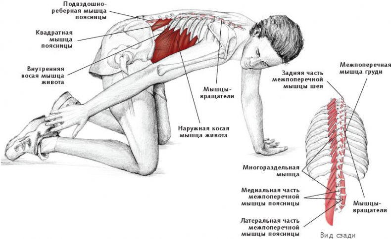 Анатомия стретчинга