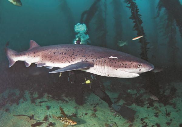 Императоры глубин: Акулы. Самые загадочные, недооцененные и незаменимые стражи океана
