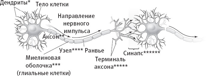 Таблетка для мозга. Программа по восстановлению памяти и активизации когнитивных способностей