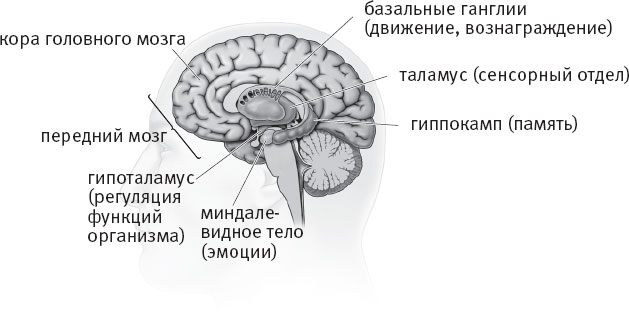 Таблетка для мозга. Программа по восстановлению памяти и активизации когнитивных способностей