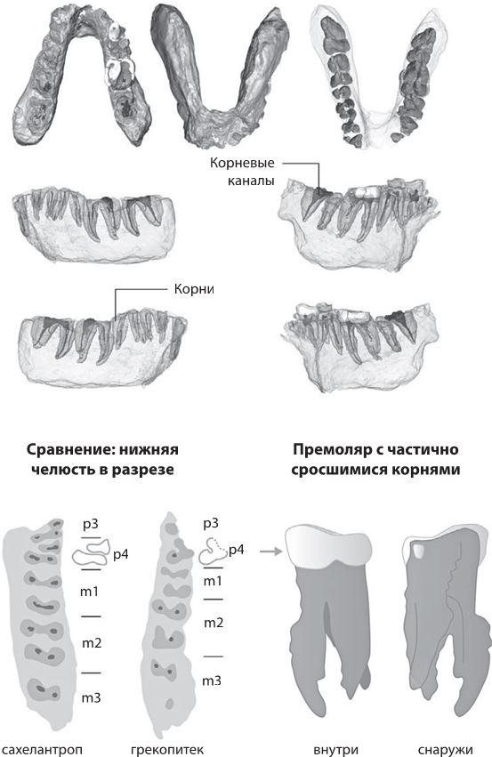 Как мы стали людьми. Поиски истоков человечества