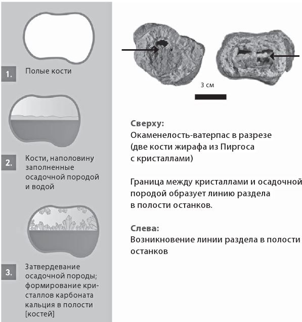 Как мы стали людьми. Поиски истоков человечества