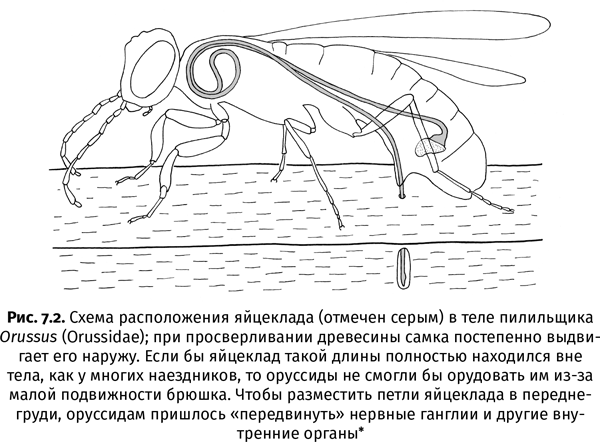 Краткая история насекомых. Шестиногие хозяева планеты