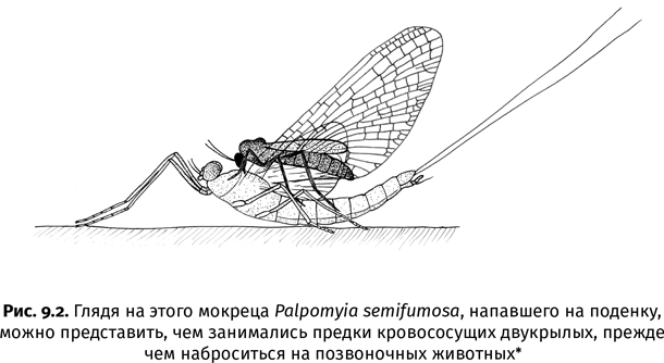 Краткая история насекомых. Шестиногие хозяева планеты