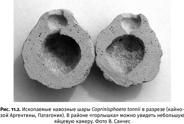 Краткая история насекомых. Шестиногие хозяева планеты