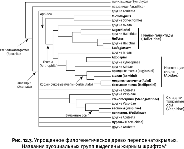 Краткая история насекомых. Шестиногие хозяева планеты