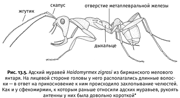 Краткая история насекомых. Шестиногие хозяева планеты