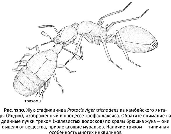 Краткая история насекомых. Шестиногие хозяева планеты