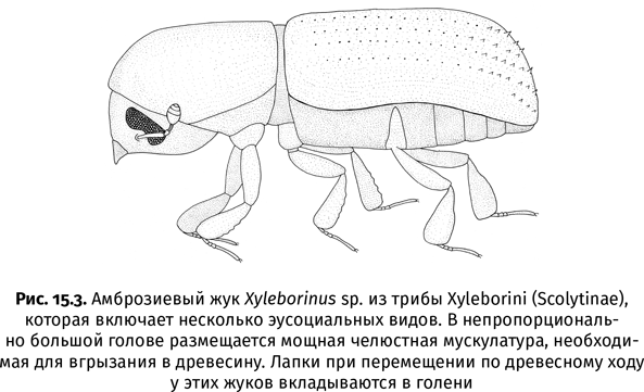 Краткая история насекомых. Шестиногие хозяева планеты