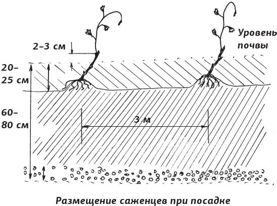 Как вырастить виноград и другие любимые ягоды