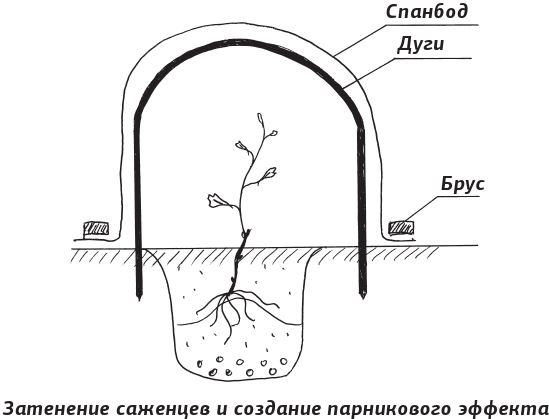 Как вырастить виноград и другие любимые ягоды