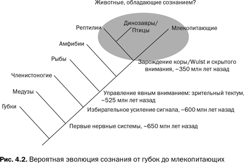 Наука сознания. Современная теория субъективного опыта