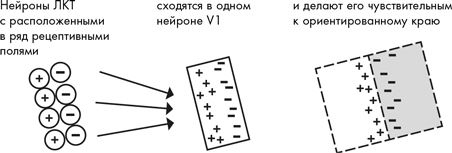 Как мы видим? Нейробиология зрительного восприятия