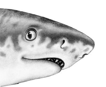 Душа акулы