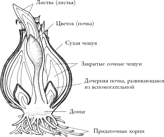 Путь розы. Внутри цветочного бизнеса. Как выводят и продают цветы, которые не сумела создать природа