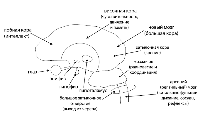 Организм: перезагрузка. Разумные технологии здоровья и очищения