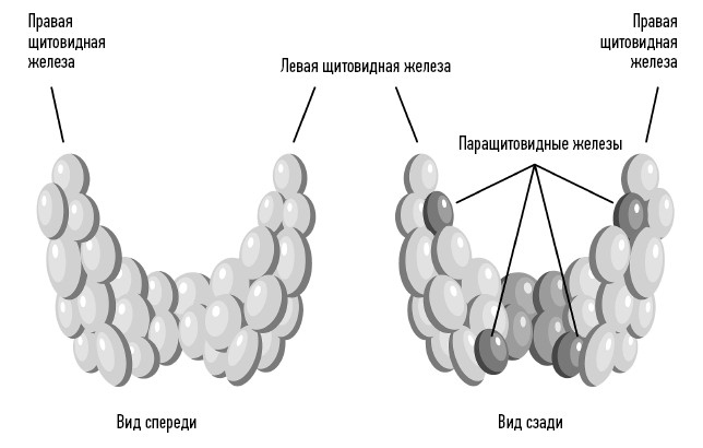 Загадочная щитовидка: что скрывает эта железа