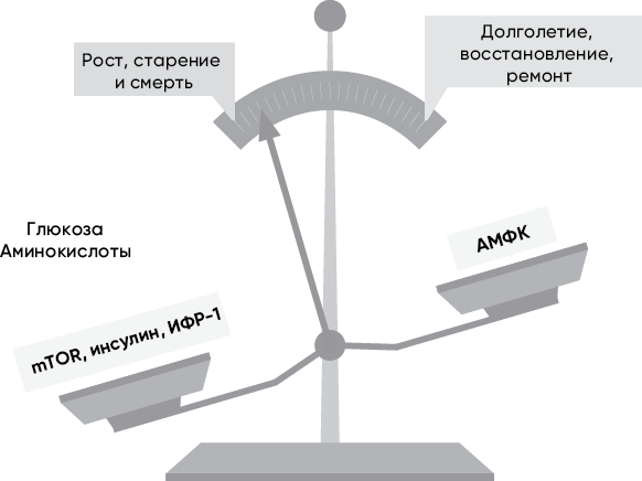 Код долголетия. 12 понятных и доступных способов сохранить здоровье, ясность ума и привлекательность на долгие годы