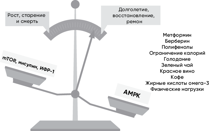 Код долголетия. 12 понятных и доступных способов сохранить здоровье, ясность ума и привлекательность на долгие годы