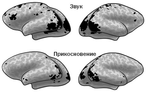 Живой мозг. Удивительные факты о нейропластичности и возможностях мозга