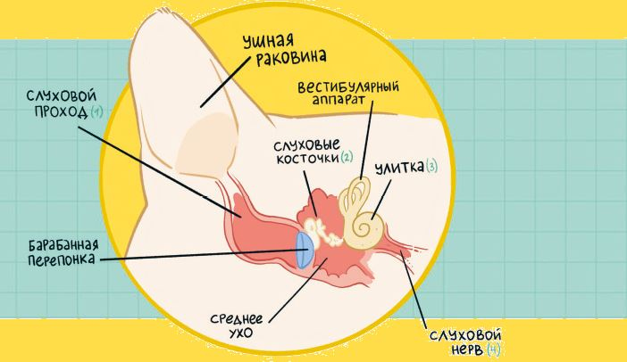 Секреты кошек. Как понять кошку и стать ей другом