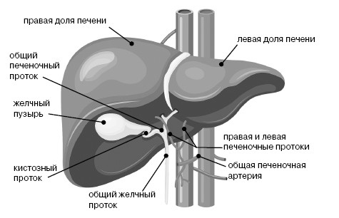 Фильтруй! Как работают наши печень и почки